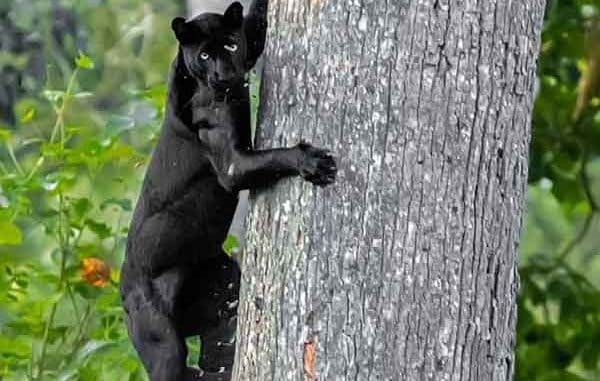a black panther climbing a tree