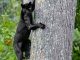 a black panther climbing a tree