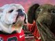 mascots for the Georgia Buldogs and Alabama Crimson Tide